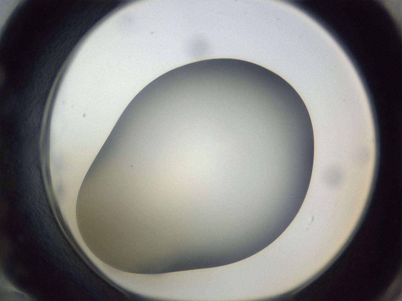folderID305_plateID1305_batchID4293_wellNum72_profileID1_d1_r77887_ef.jpg