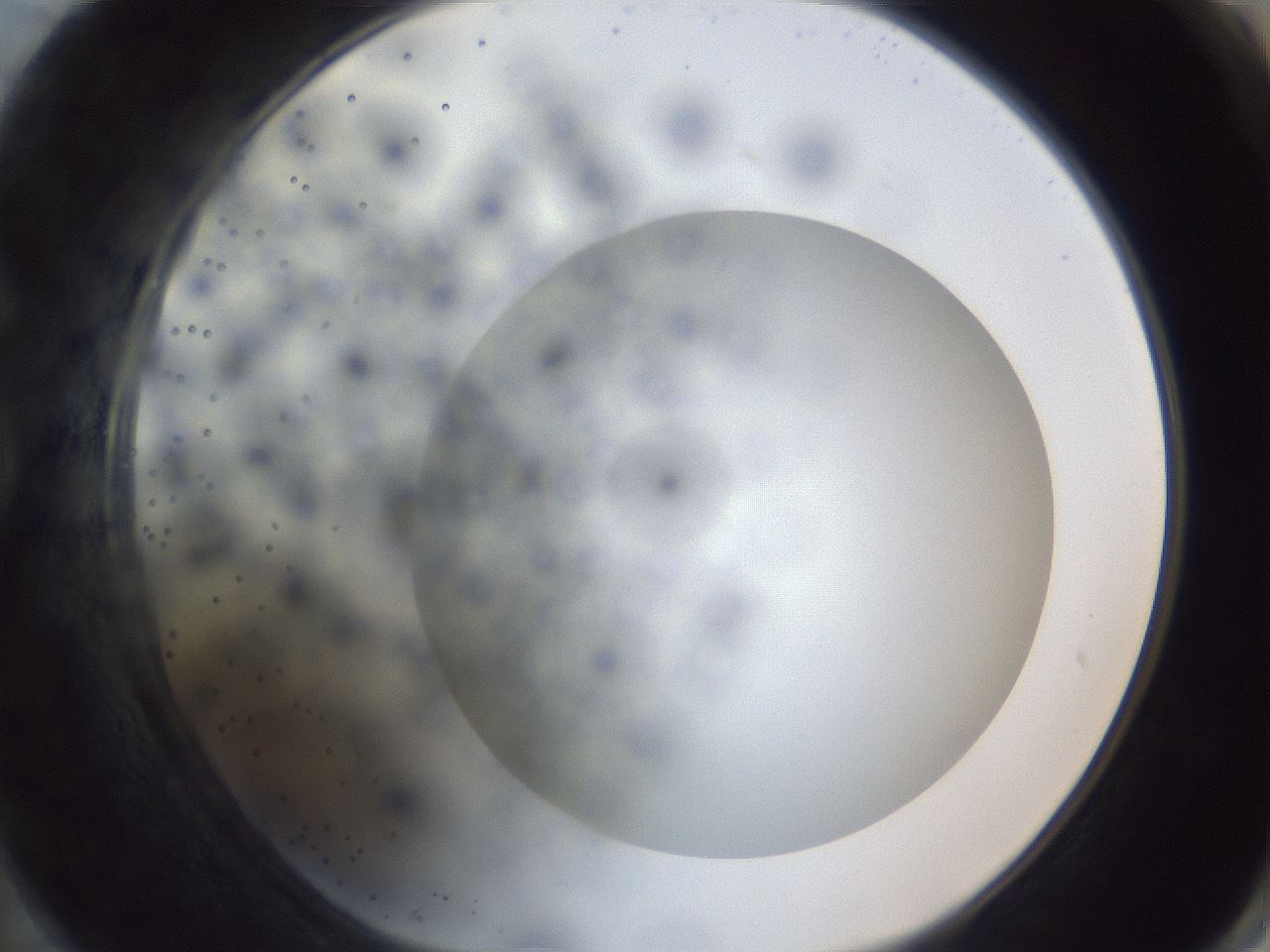 folderID305_plateID1305_batchID4293_wellNum74_profileID1_d1_r77889_ef.jpg