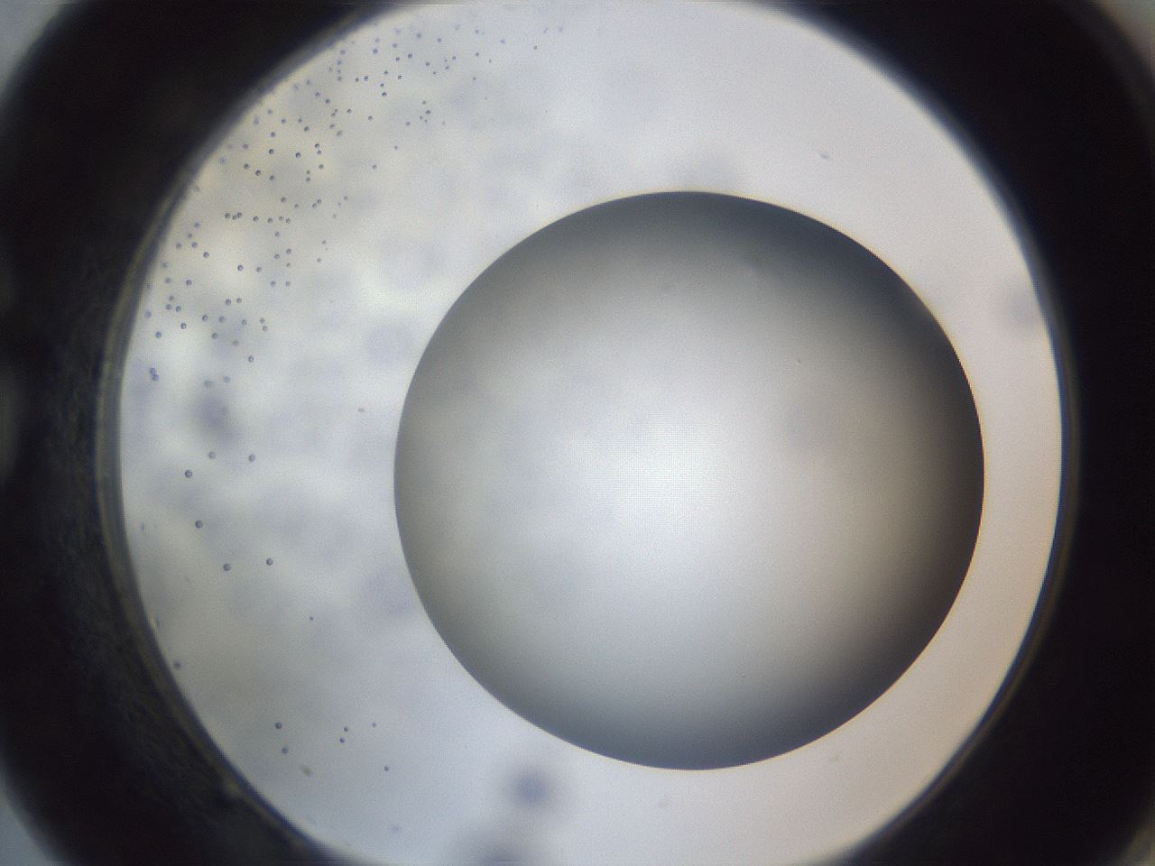 folderID305_plateID1305_batchID4293_wellNum75_profileID1_d1_r77890_ef.jpg