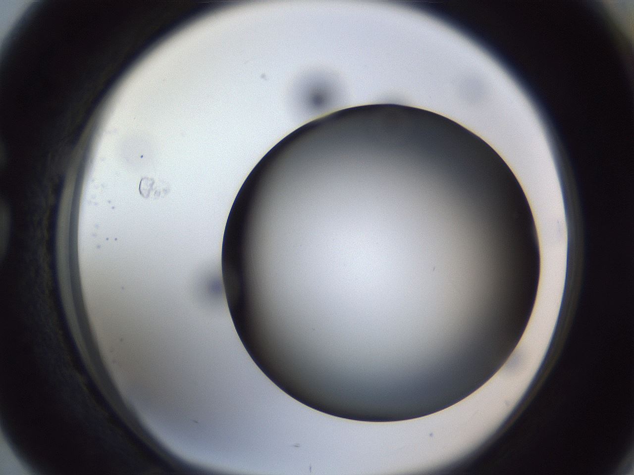 folderID305_plateID1305_batchID4293_wellNum76_profileID1_d1_r77891_ef.jpg