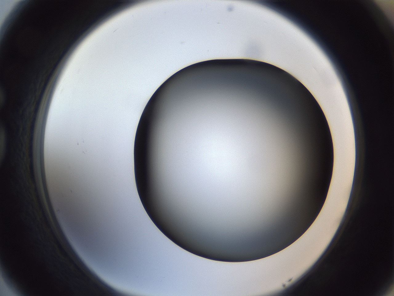 folderID305_plateID1305_batchID4293_wellNum77_profileID1_d1_r77892_ef.jpg