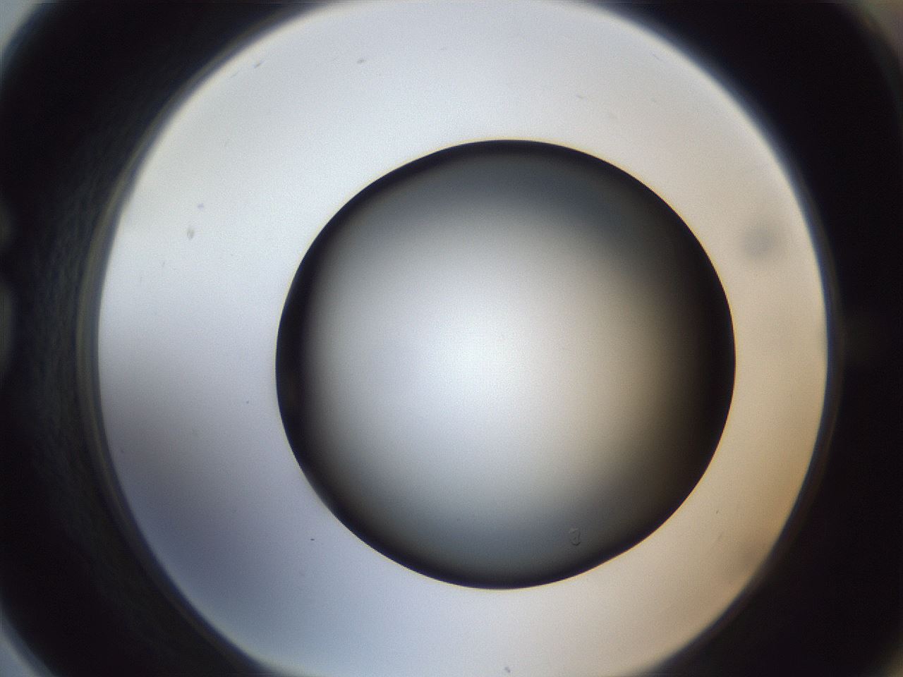 folderID305_plateID1305_batchID4293_wellNum78_profileID1_d1_r77893_ef.jpg