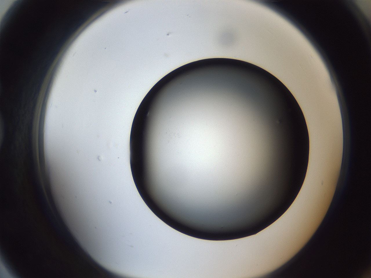 folderID305_plateID1305_batchID4293_wellNum79_profileID1_d1_r77894_ef.jpg