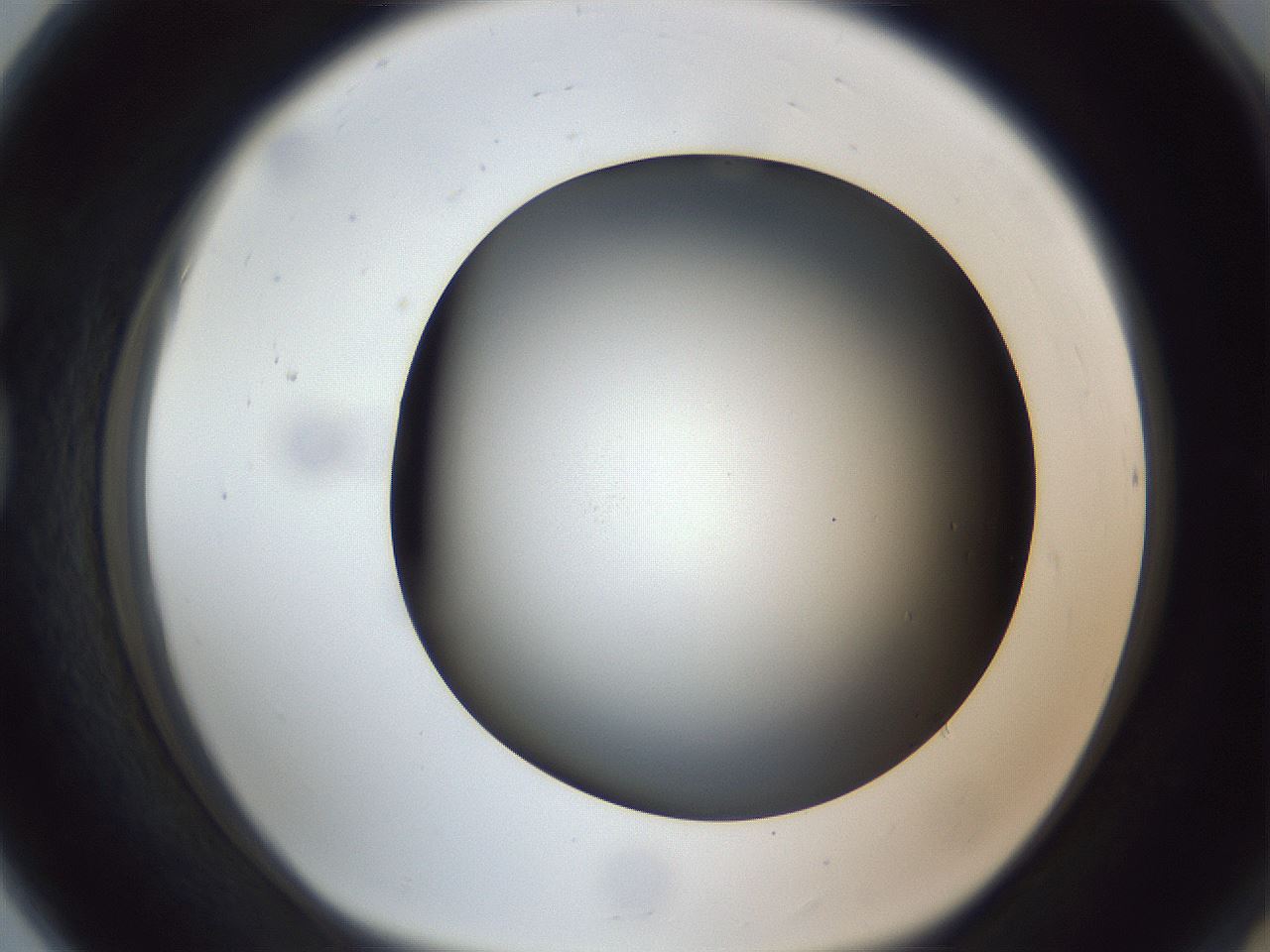 folderID305_plateID1305_batchID4293_wellNum80_profileID1_d1_r77895_ef.jpg