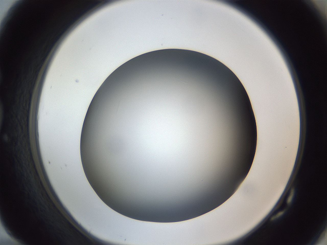folderID305_plateID1305_batchID4293_wellNum82_profileID1_d1_r77897_ef.jpg