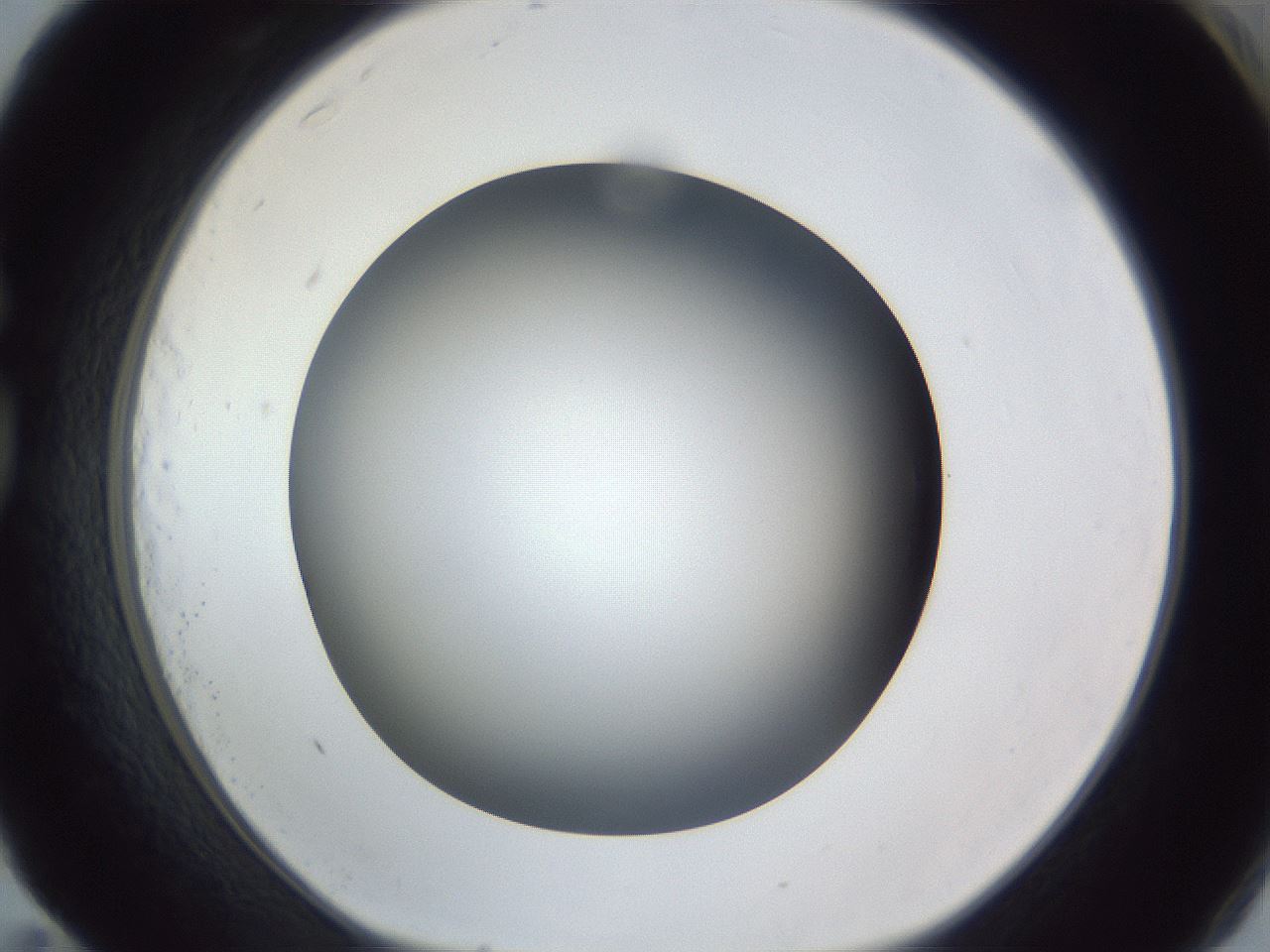 folderID305_plateID1305_batchID4293_wellNum83_profileID1_d1_r77898_ef.jpg