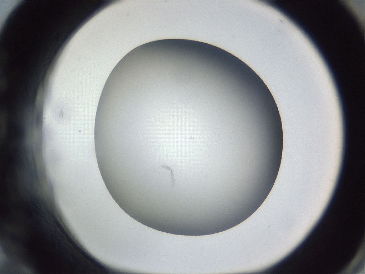 folderID305_plateID1305_batchID4293_wellNum84_profileID1_d1_r77899_ef.jpg