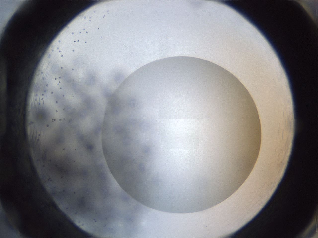 folderID305_plateID1305_batchID4293_wellNum86_profileID1_d1_r77901_ef.jpg
