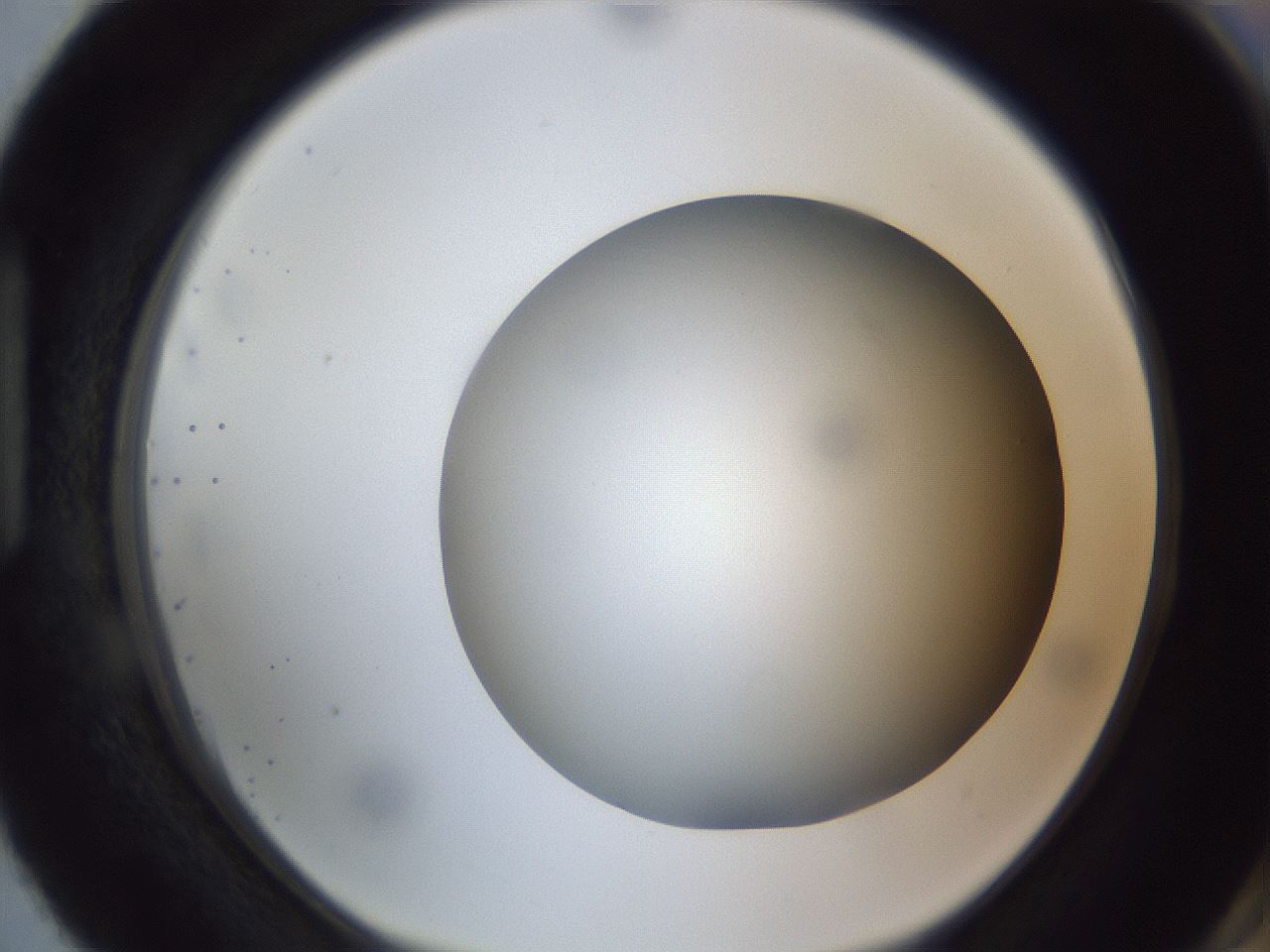 folderID305_plateID1305_batchID4293_wellNum87_profileID1_d1_r77902_ef.jpg