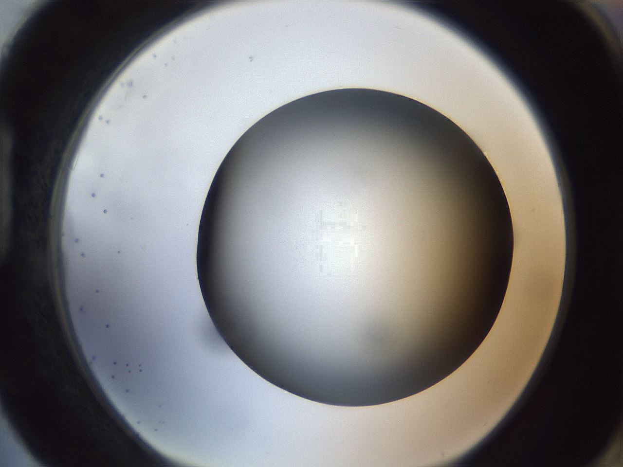 folderID305_plateID1305_batchID4293_wellNum88_profileID1_d1_r77903_ef.jpg