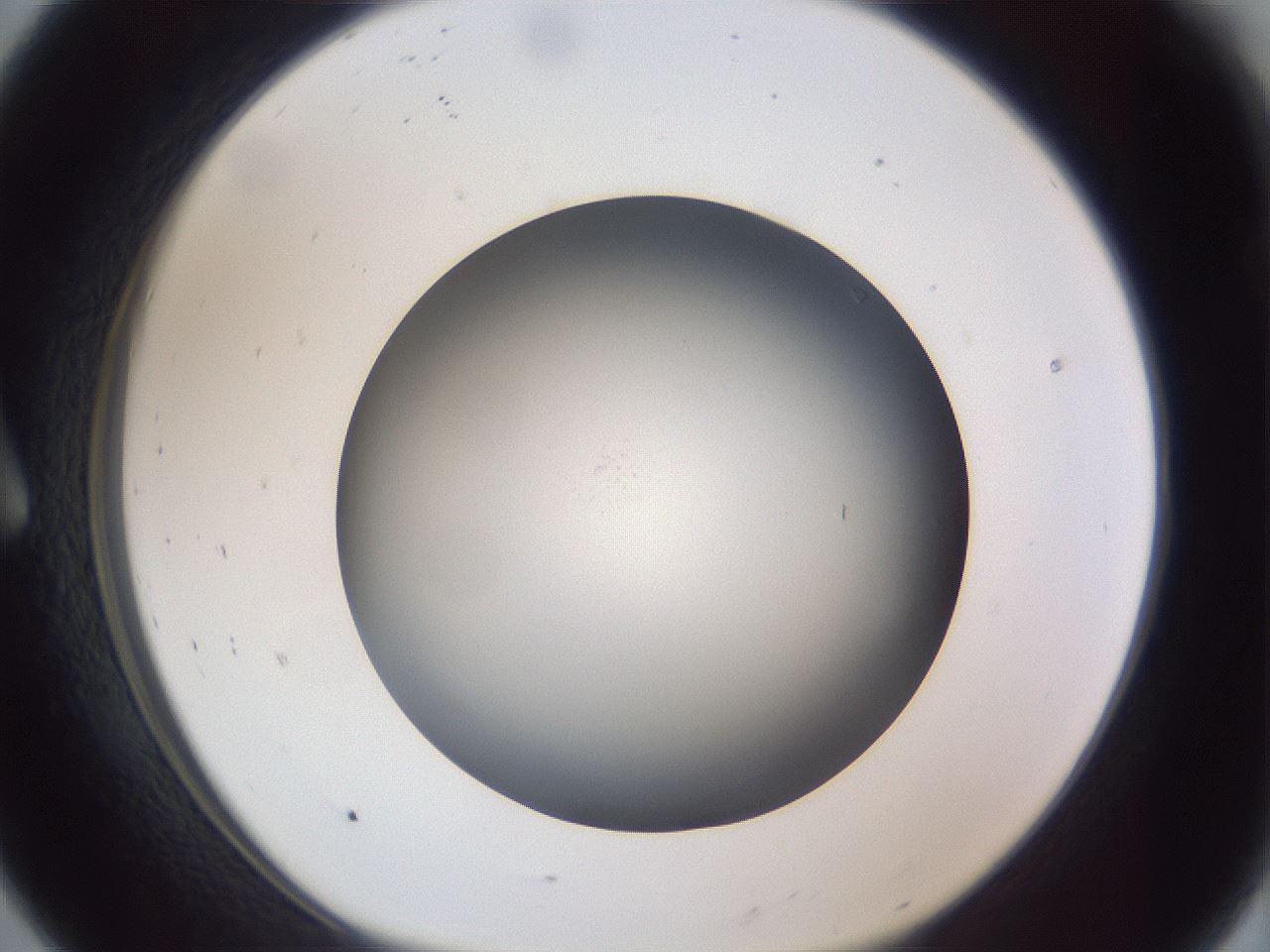 folderID305_plateID1305_batchID4293_wellNum8_profileID1_d1_r77823_ef.jpg