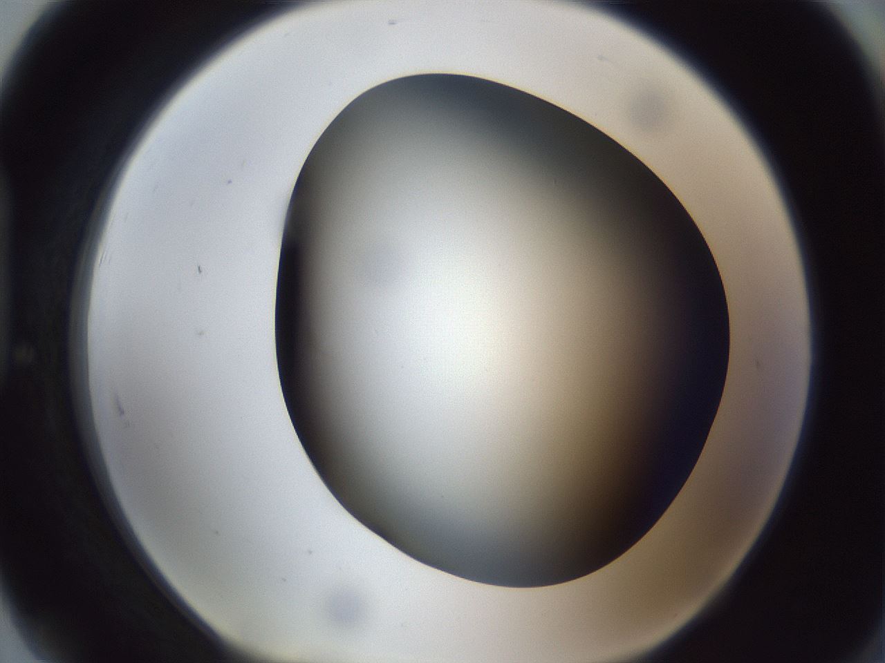 folderID305_plateID1305_batchID4293_wellNum91_profileID1_d1_r77906_ef.jpg
