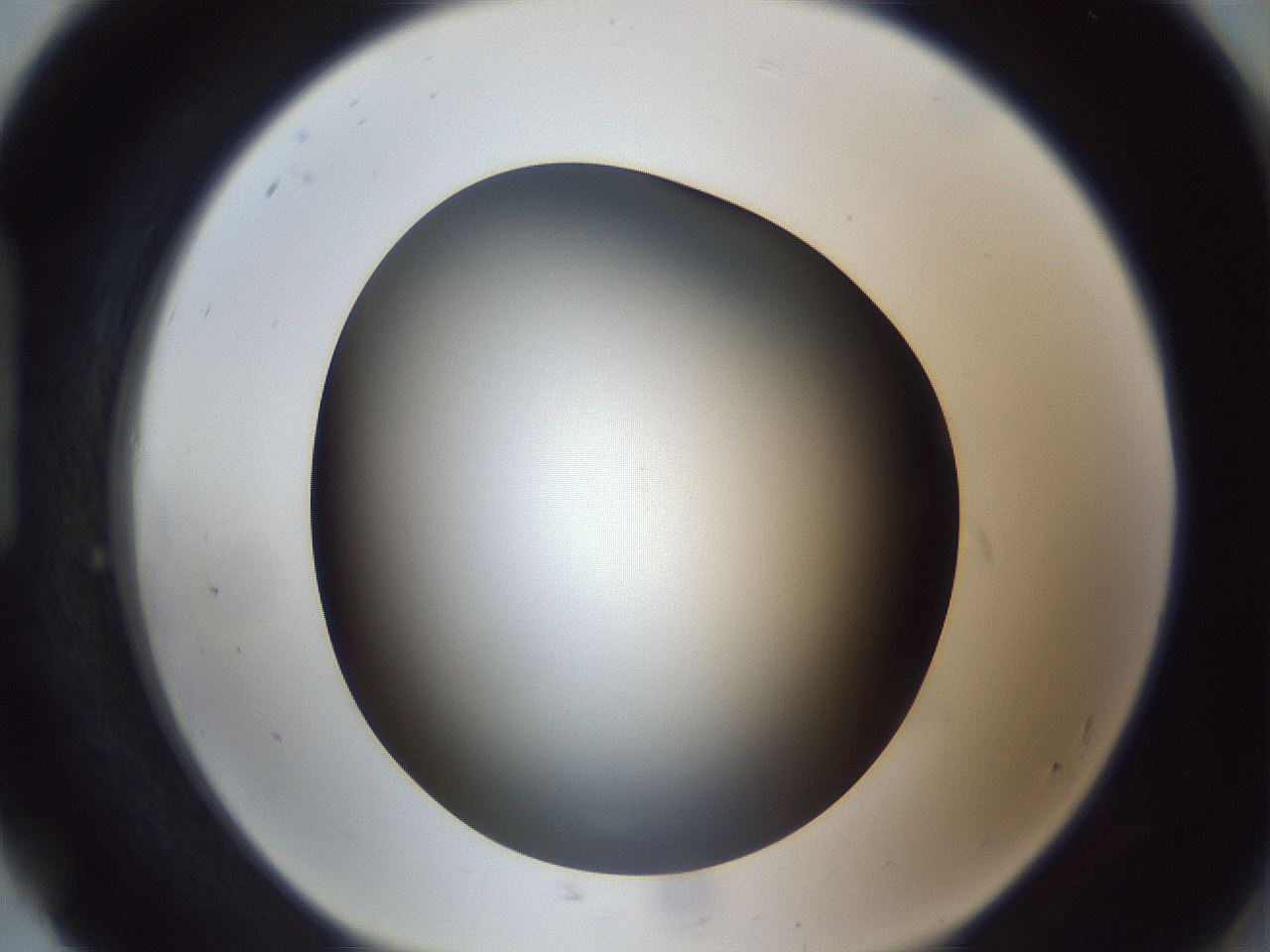 folderID305_plateID1305_batchID4293_wellNum92_profileID1_d1_r77907_ef.jpg