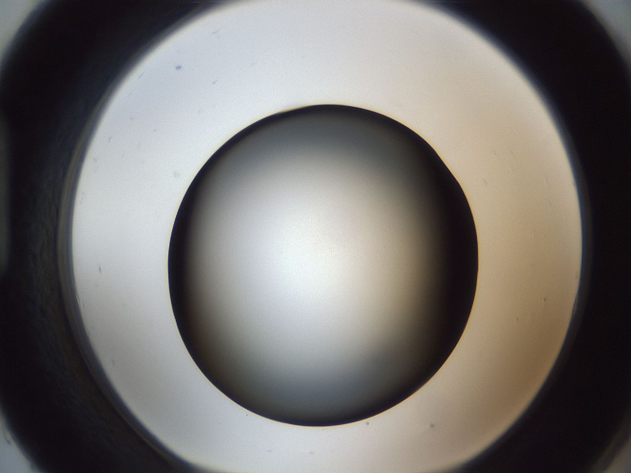 folderID305_plateID1305_batchID4293_wellNum93_profileID1_d1_r77908_ef.jpg