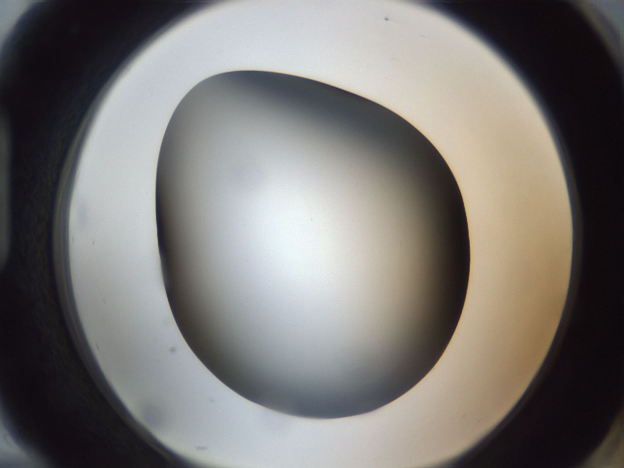 folderID305_plateID1305_batchID4293_wellNum94_profileID1_d1_r77909_ef.jpg