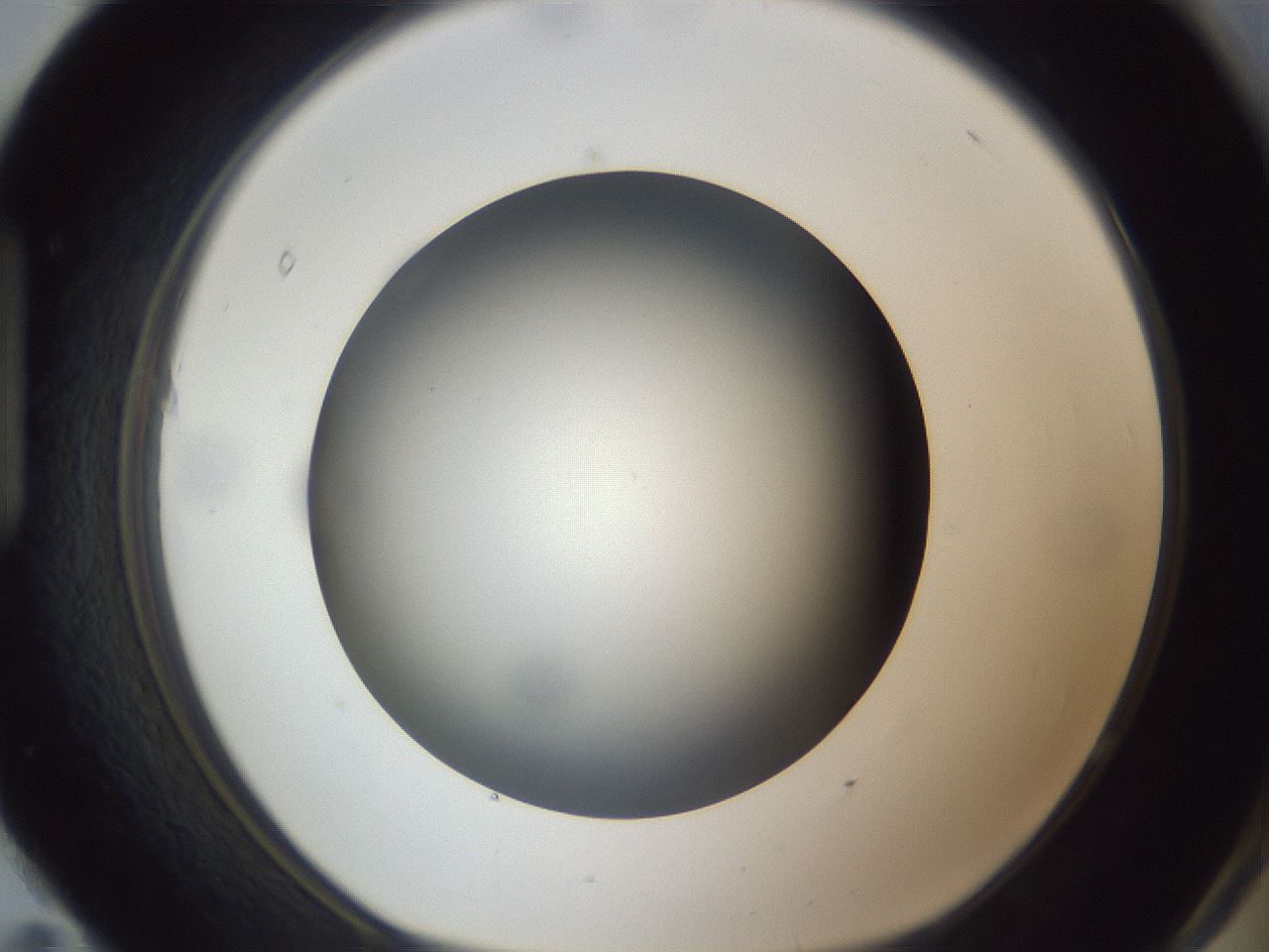folderID305_plateID1305_batchID4293_wellNum95_profileID1_d1_r77910_ef.jpg