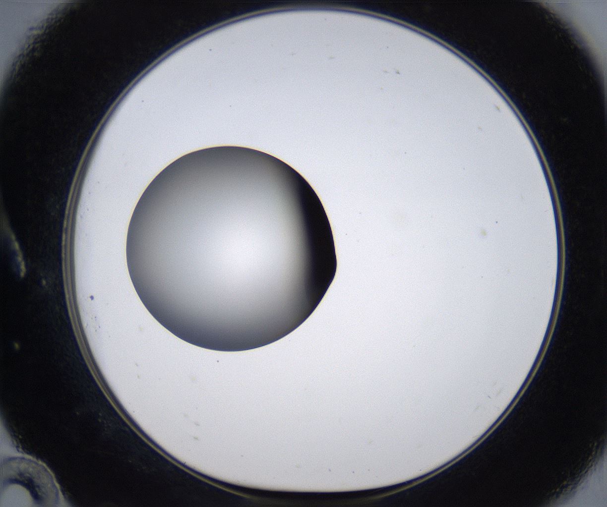 folderID305_plateID2305_batchID10850_wellNum10_profileID1_d1_r161239_ef.jpg