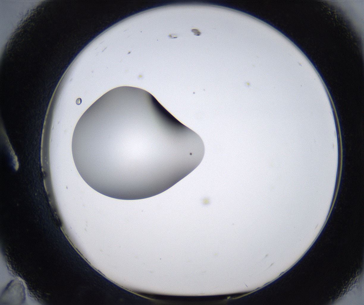 folderID305_plateID2305_batchID10850_wellNum11_profileID1_d1_r161240_ef.jpg