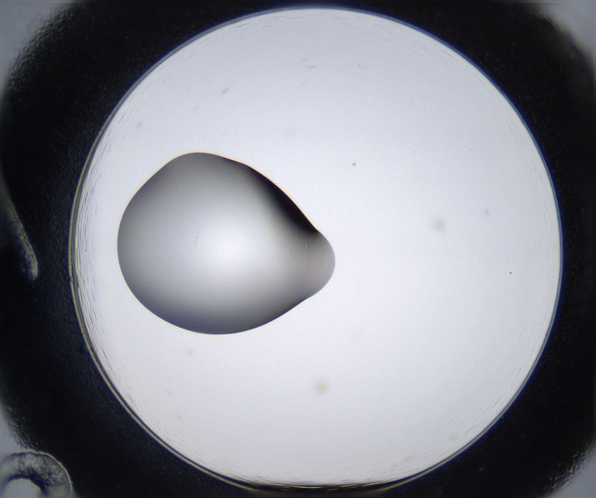 folderID305_plateID2305_batchID10850_wellNum12_profileID1_d1_r161241_ef.jpg