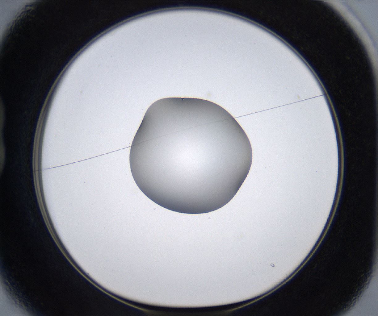 folderID305_plateID2305_batchID10850_wellNum13_profileID1_d1_r161242_ef.jpg