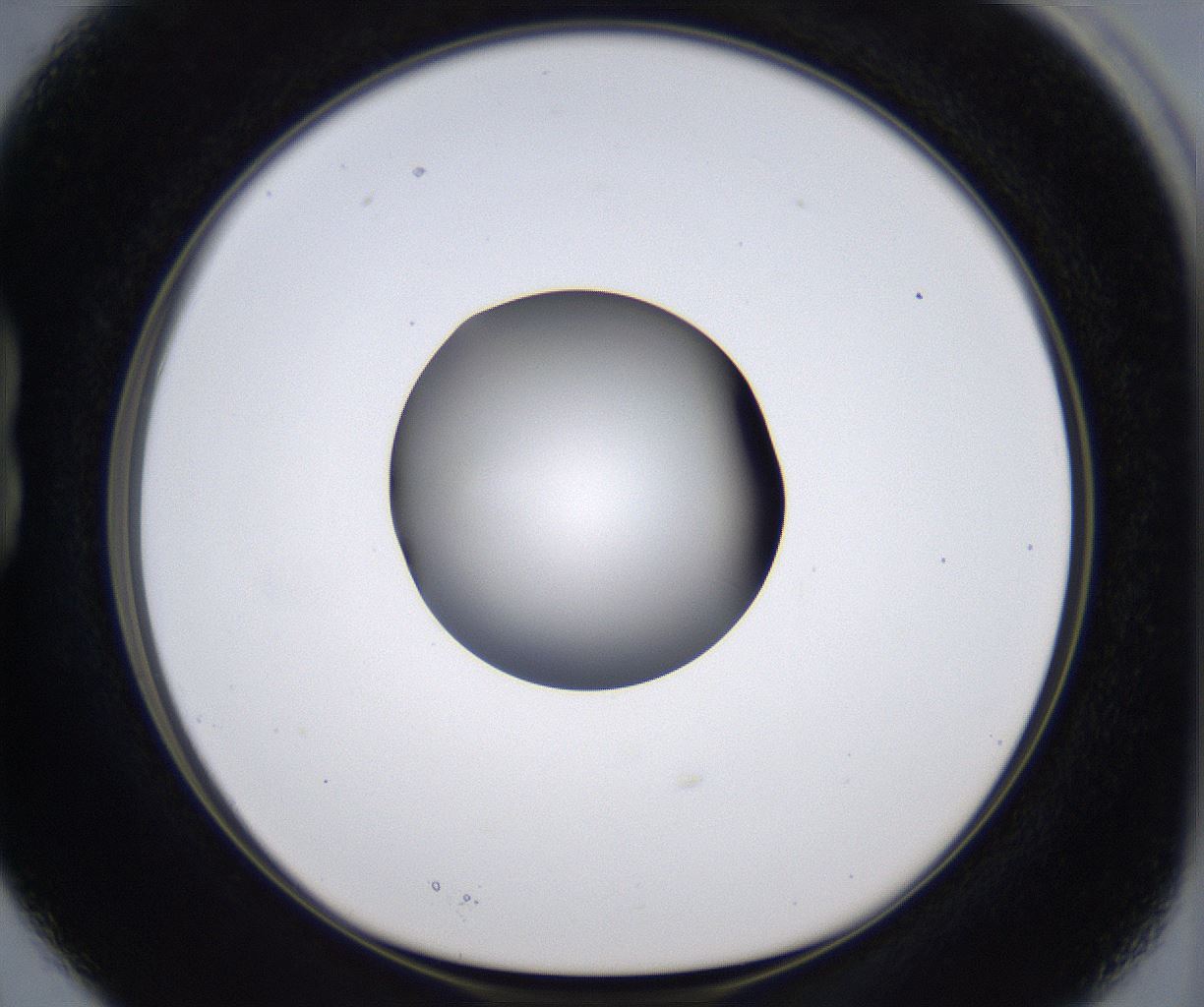 folderID305_plateID2305_batchID10850_wellNum15_profileID1_d1_r161244_ef.jpg