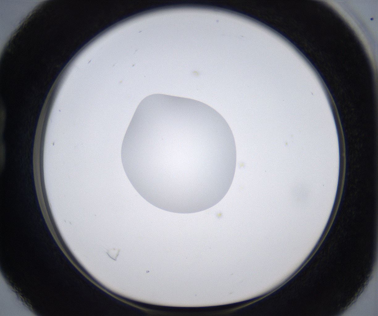 folderID305_plateID2305_batchID10850_wellNum16_profileID1_d1_r161245_ef.jpg