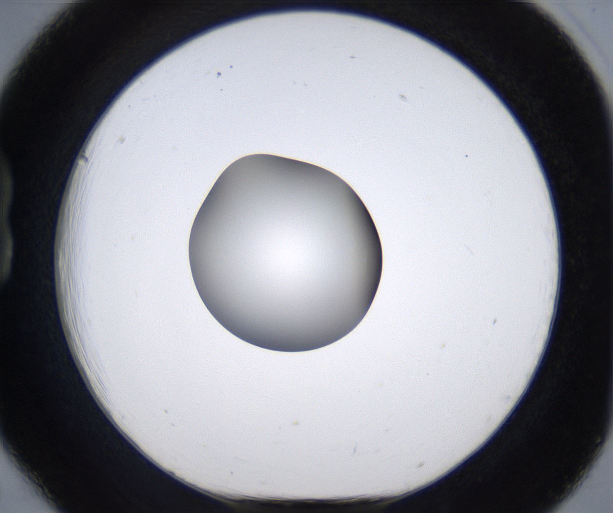 folderID305_plateID2305_batchID10850_wellNum18_profileID1_d1_r161247_ef.jpg