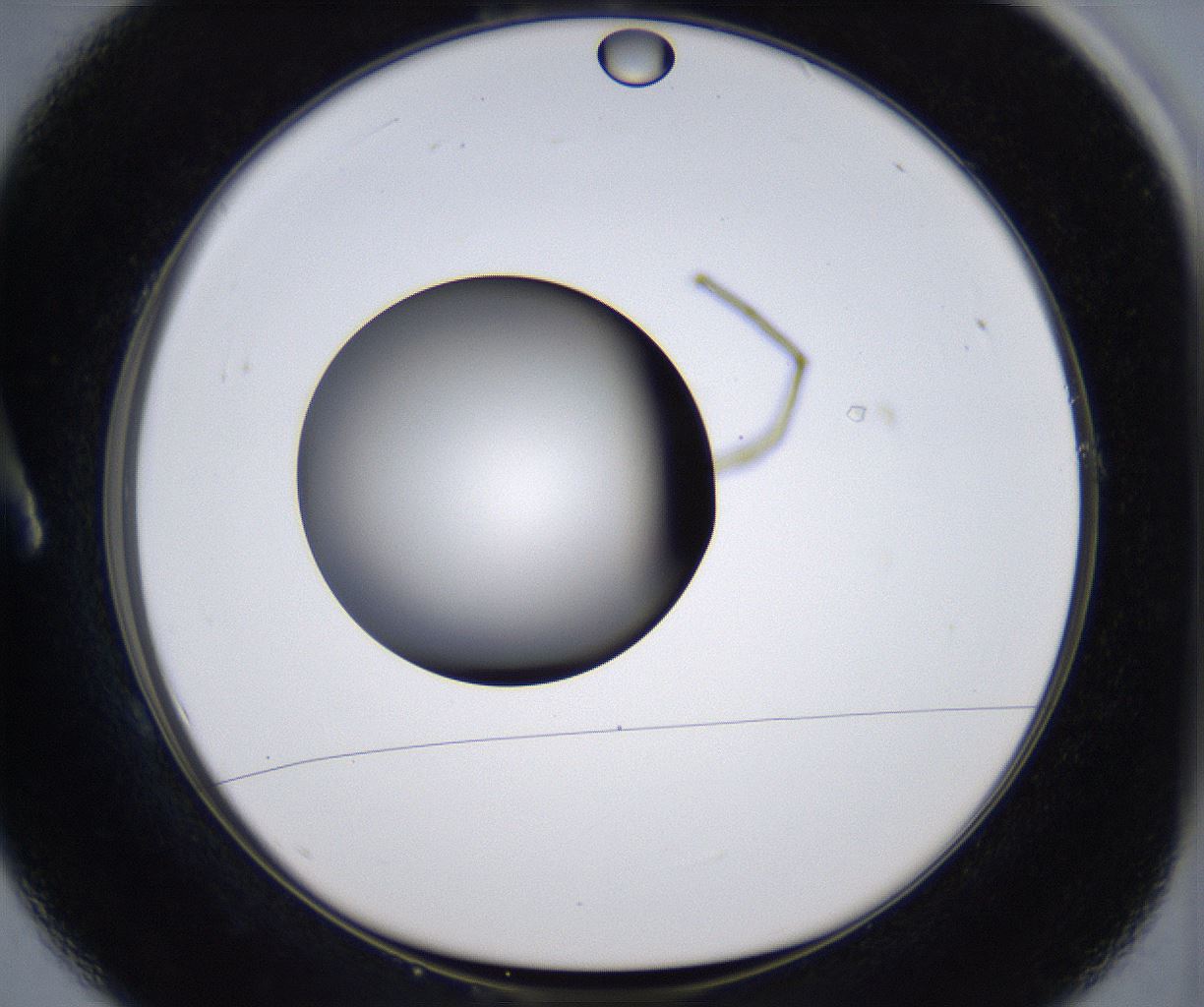 folderID305_plateID2305_batchID10850_wellNum1_profileID1_d1_r161230_ef.jpg