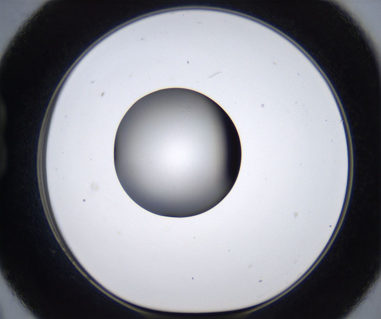 folderID305_plateID2305_batchID10850_wellNum21_profileID1_d1_r161250_ef.jpg