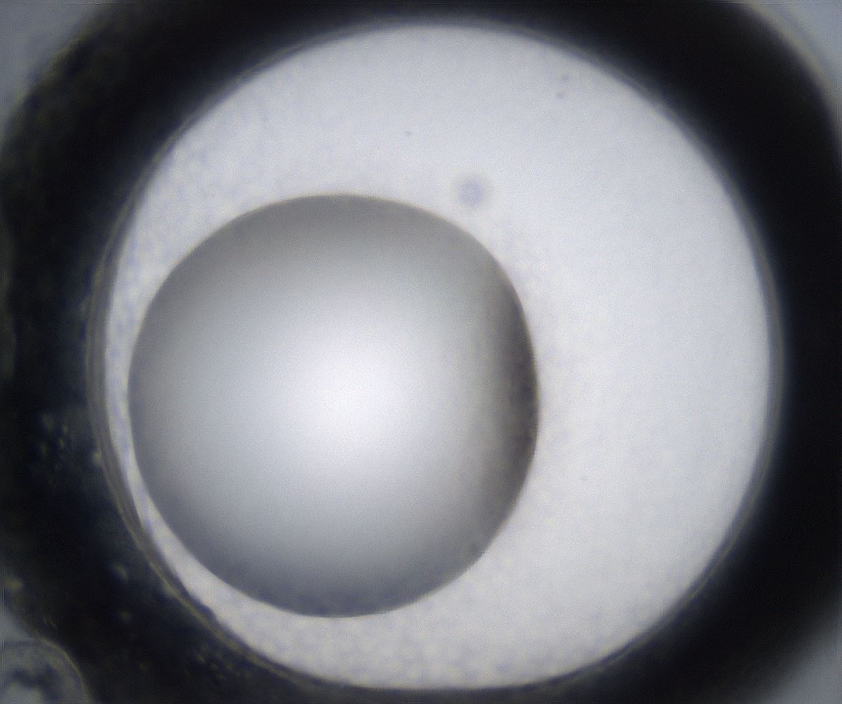 folderID305_plateID2305_batchID10850_wellNum22_profileID1_d1_r161251_ef.jpg
