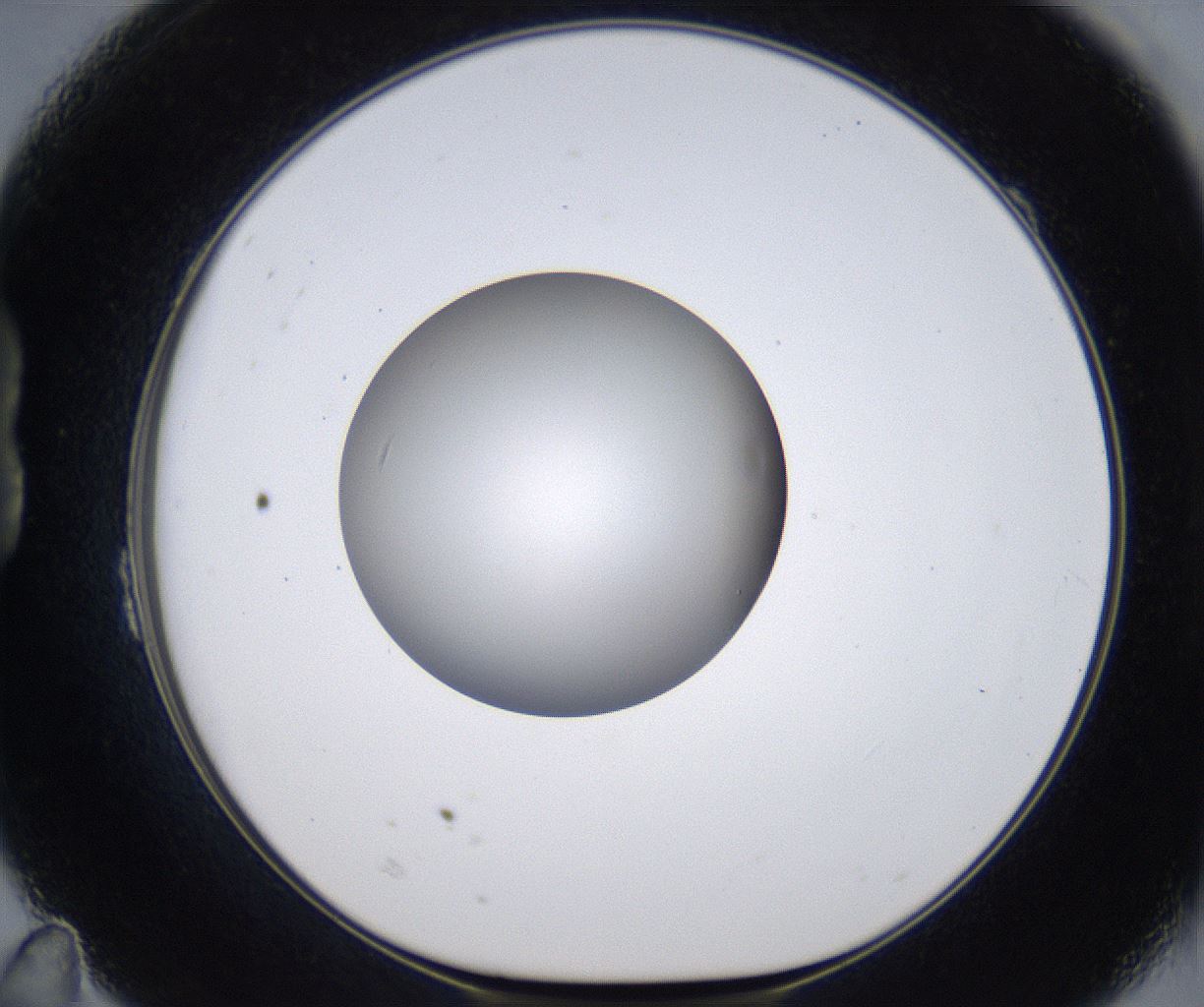 folderID305_plateID2305_batchID10850_wellNum23_profileID1_d1_r161252_ef.jpg