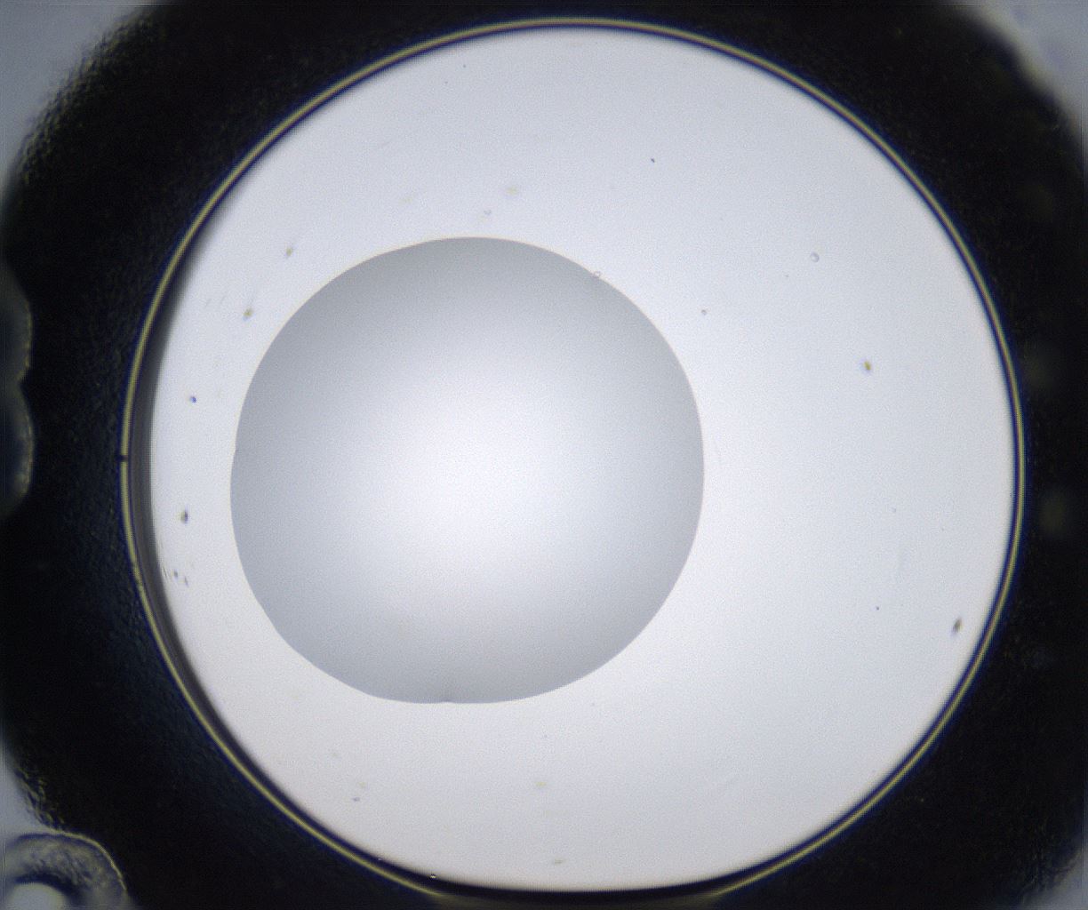 folderID305_plateID2305_batchID10850_wellNum24_profileID1_d1_r161253_ef.jpg