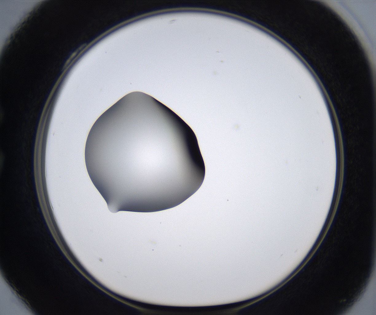 folderID305_plateID2305_batchID10850_wellNum28_profileID1_d1_r161257_ef.jpg