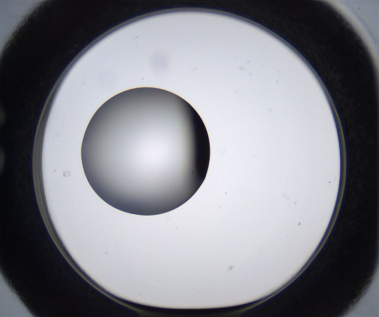 folderID305_plateID2305_batchID10850_wellNum29_profileID1_d1_r161258_ef.jpg