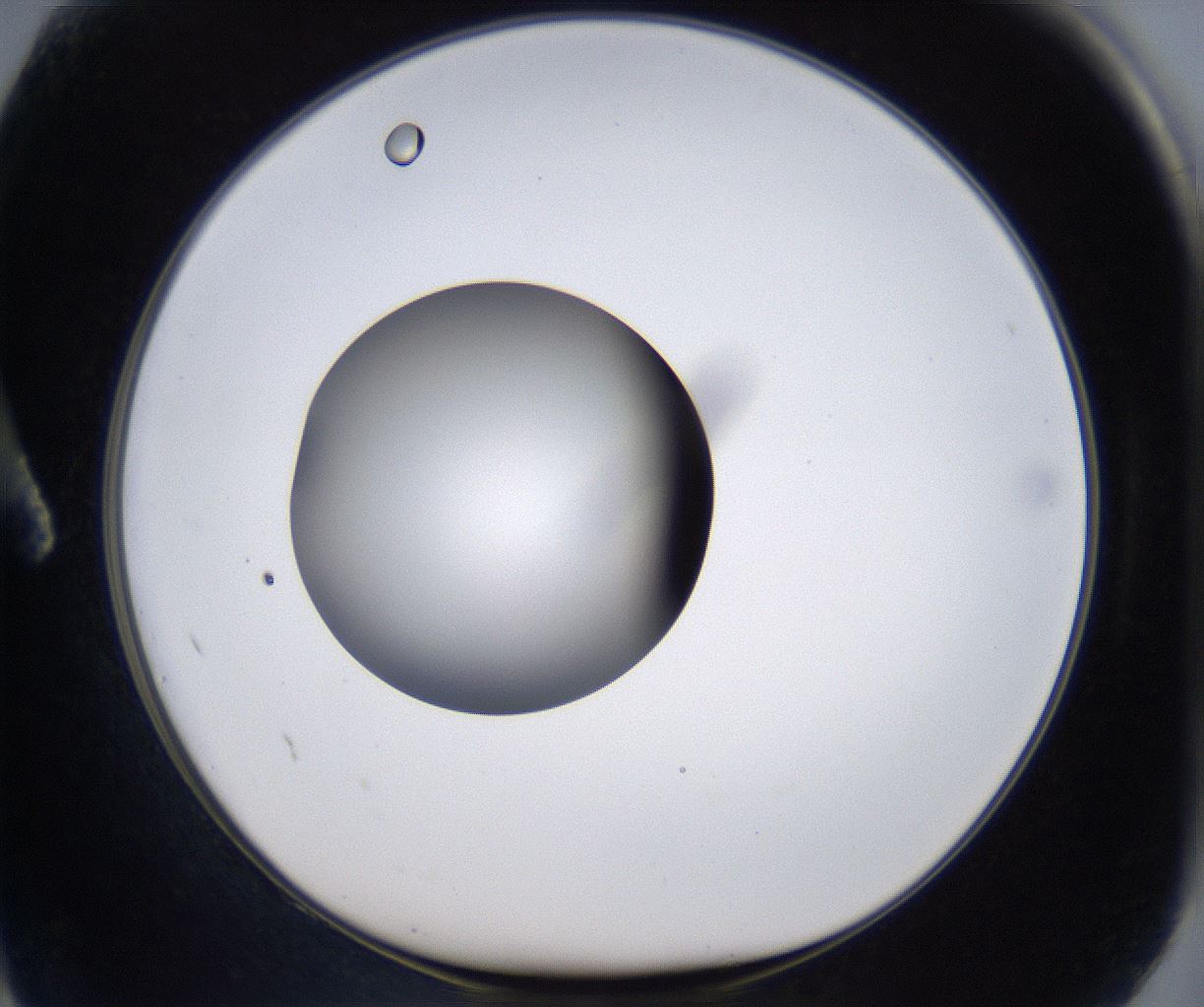 folderID305_plateID2305_batchID10850_wellNum2_profileID1_d1_r161231_ef.jpg