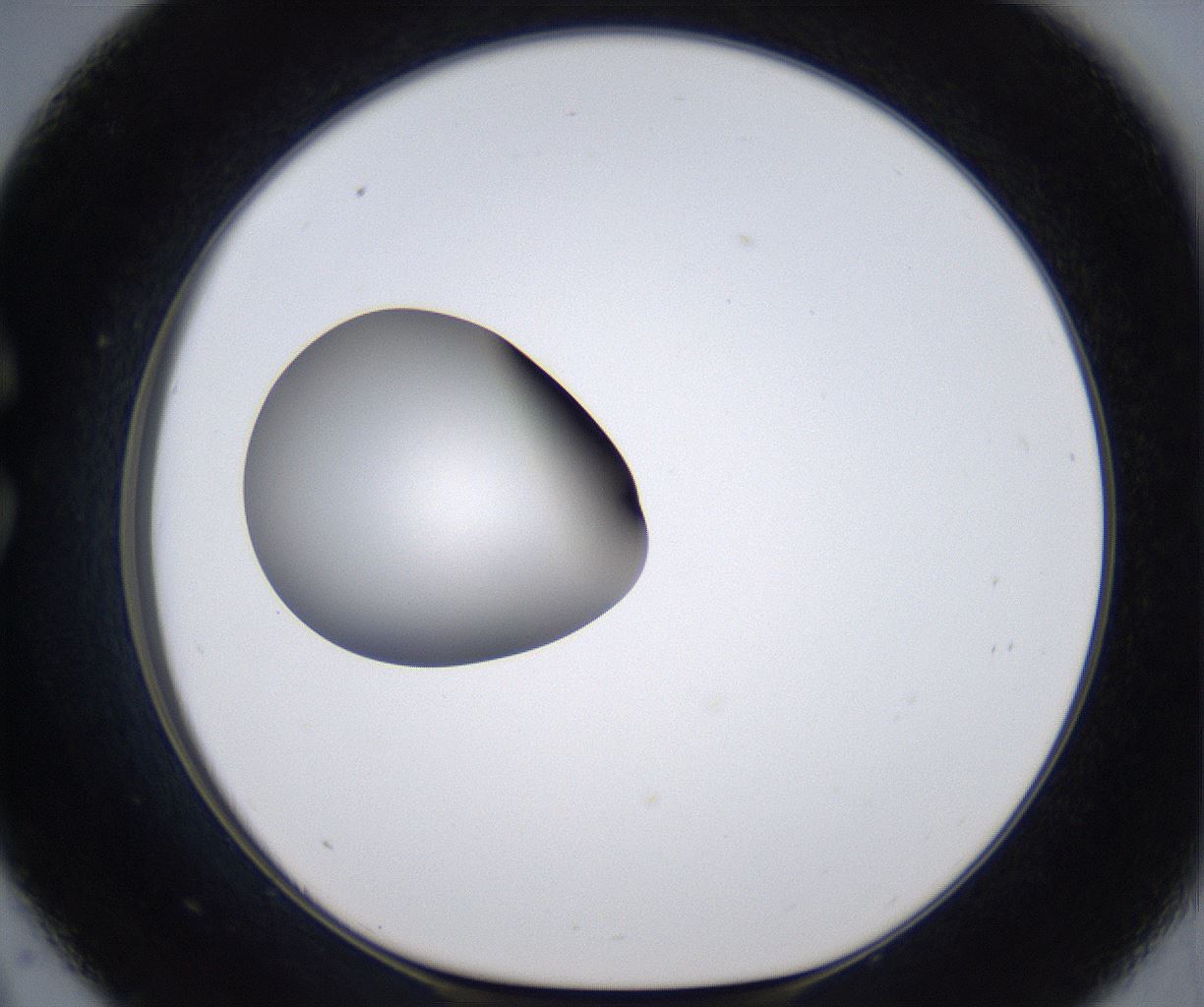 folderID305_plateID2305_batchID10850_wellNum33_profileID1_d1_r161262_ef.jpg