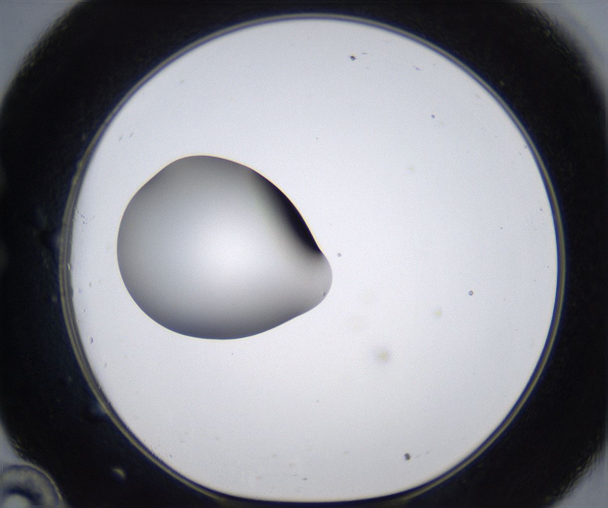 folderID305_plateID2305_batchID10850_wellNum34_profileID1_d1_r161263_ef.jpg