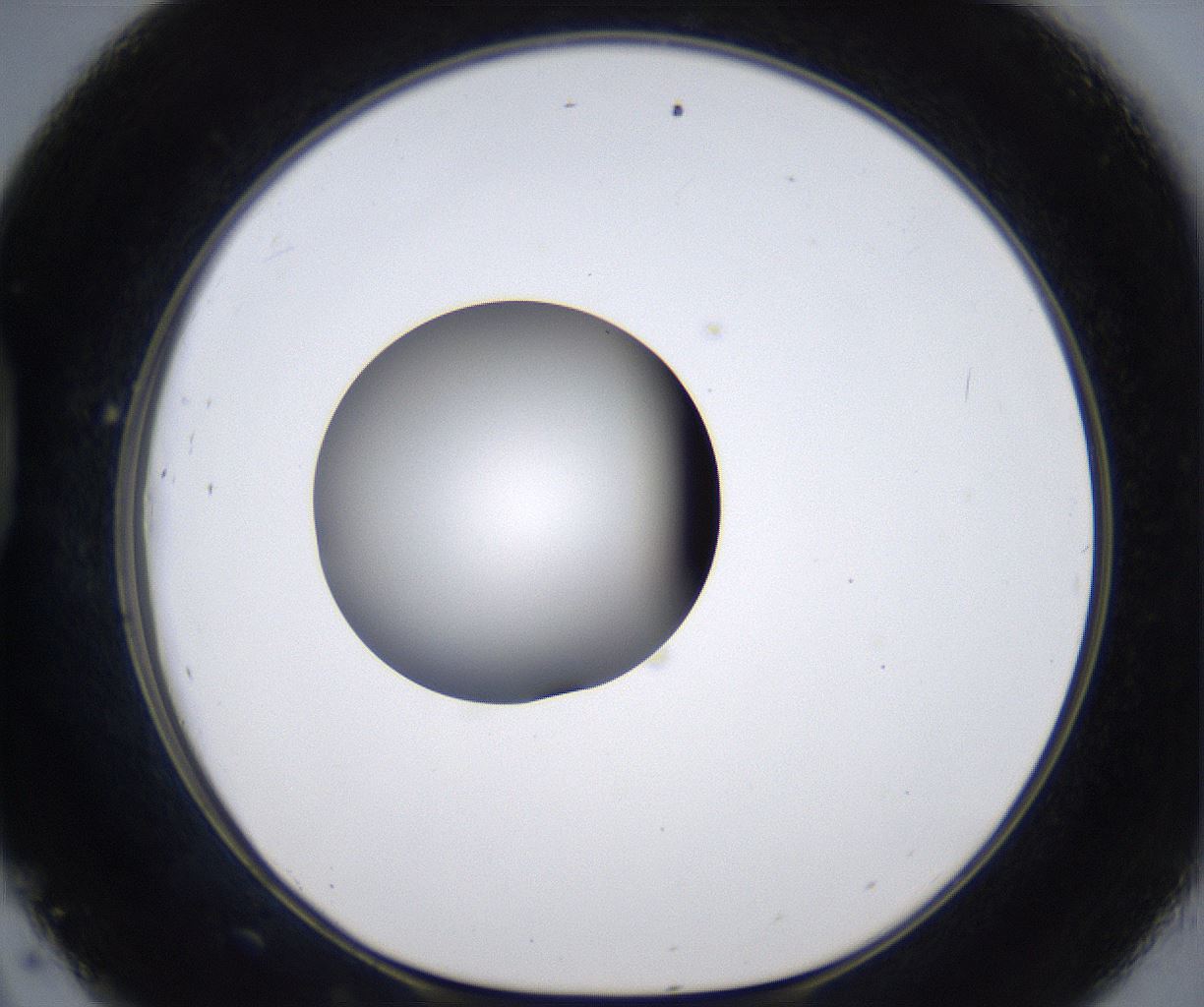 folderID305_plateID2305_batchID10850_wellNum45_profileID1_d1_r161274_ef.jpg