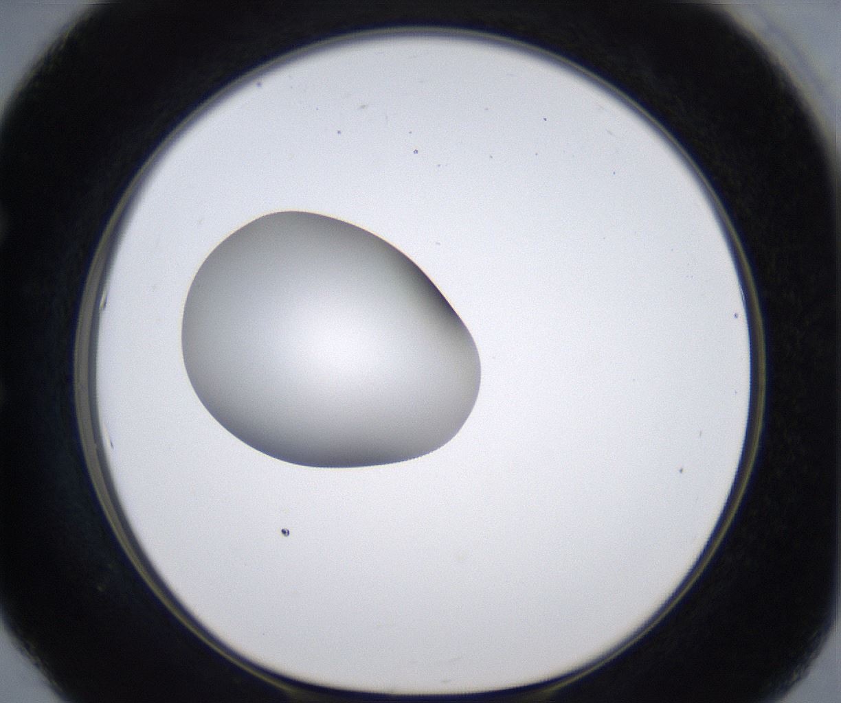 folderID305_plateID2305_batchID10850_wellNum53_profileID1_d1_r161282_ef.jpg