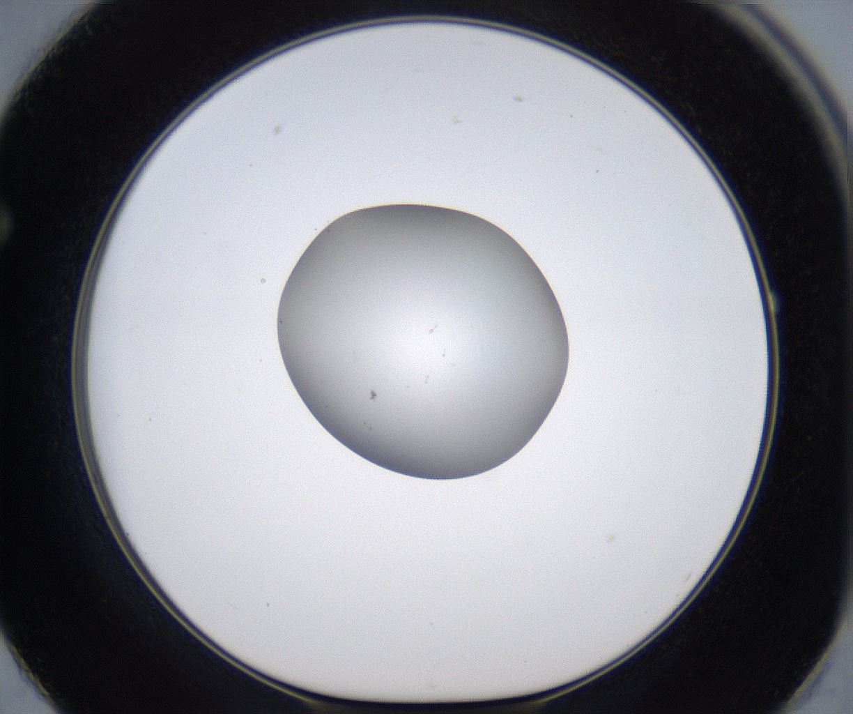 folderID305_plateID2305_batchID10850_wellNum62_profileID1_d1_r161291_ef.jpg