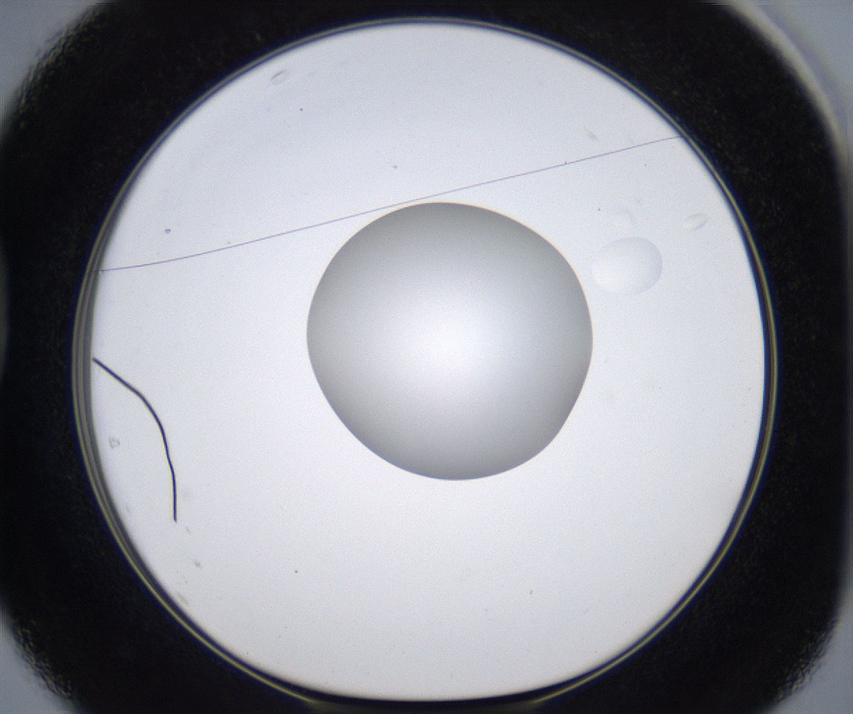 folderID305_plateID2305_batchID10850_wellNum37_profileID1_d1_r161266_ef.jpg