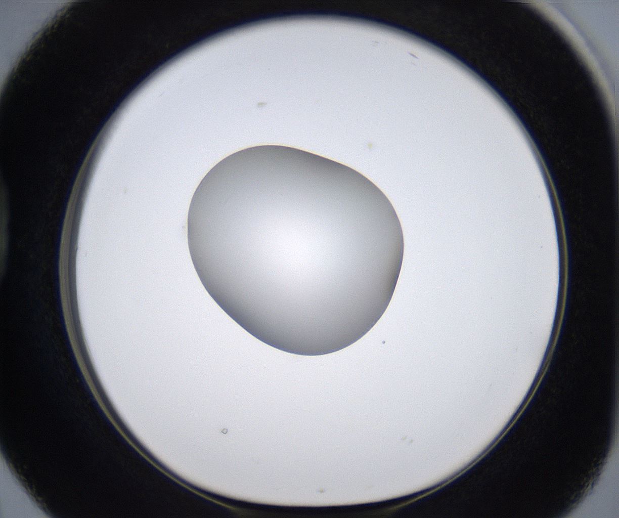 folderID305_plateID2305_batchID10850_wellNum38_profileID1_d1_r161267_ef.jpg