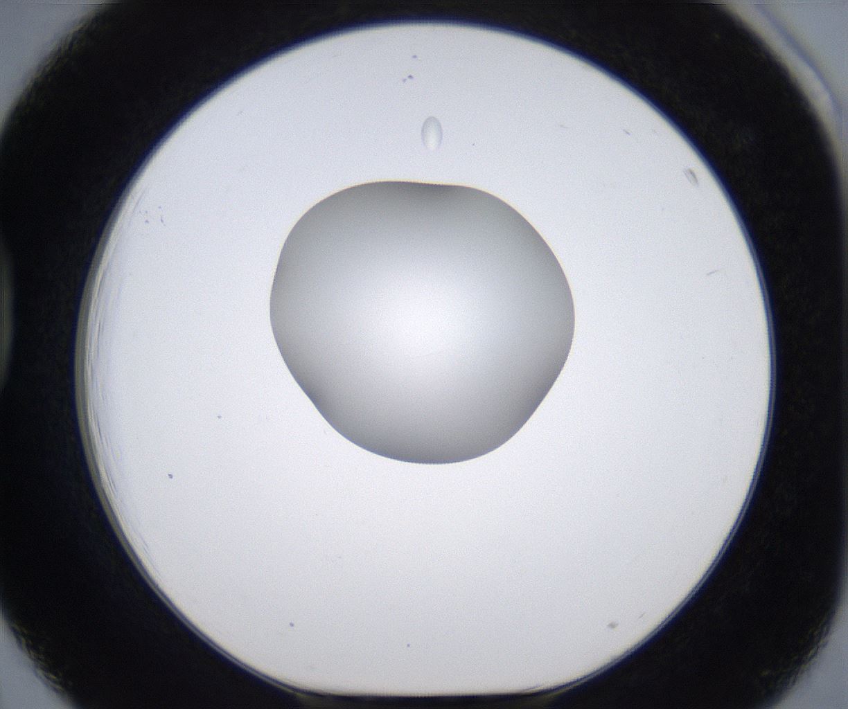 folderID305_plateID2305_batchID10850_wellNum39_profileID1_d1_r161268_ef.jpg