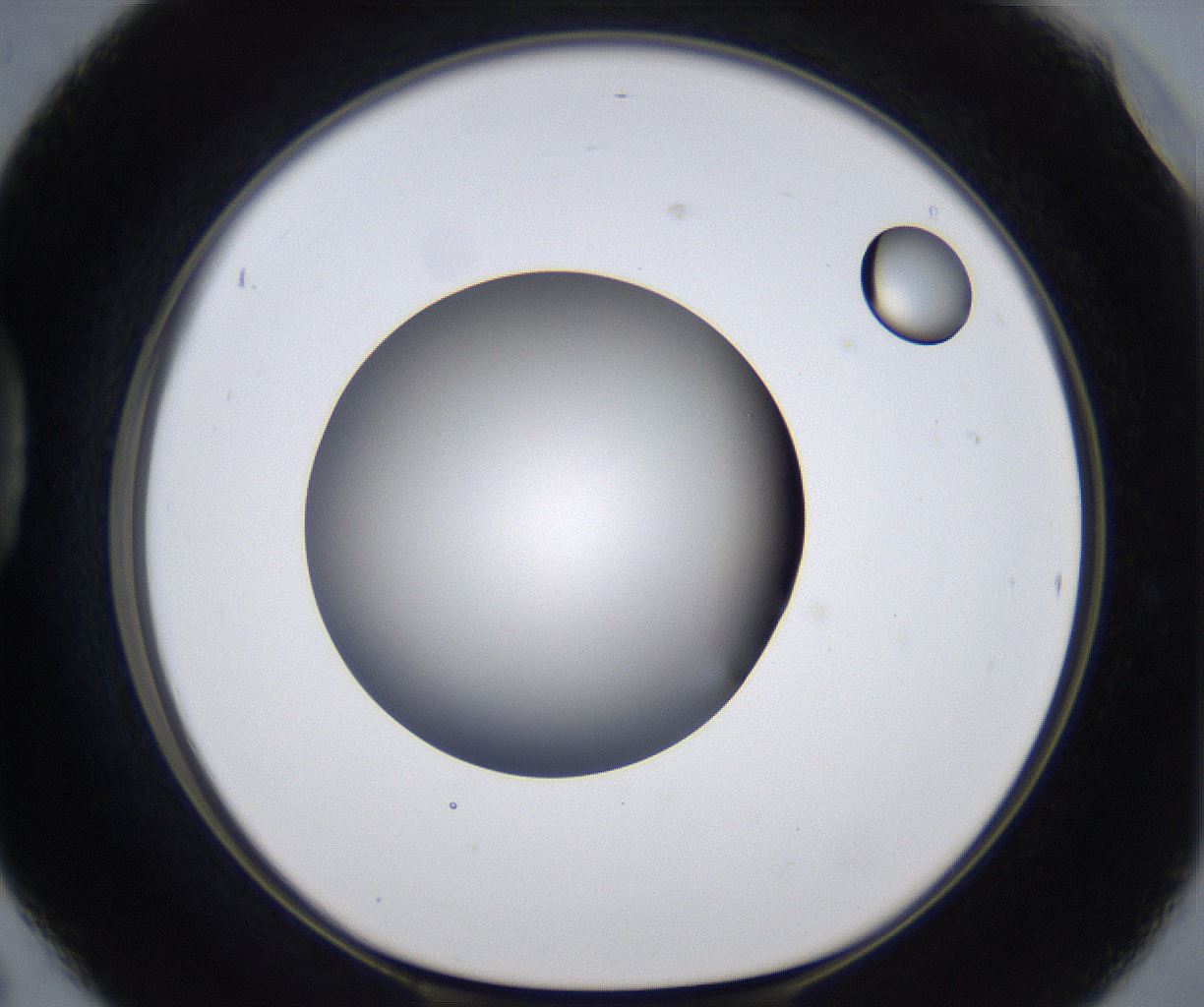 folderID305_plateID2305_batchID10850_wellNum42_profileID1_d1_r161271_ef.jpg