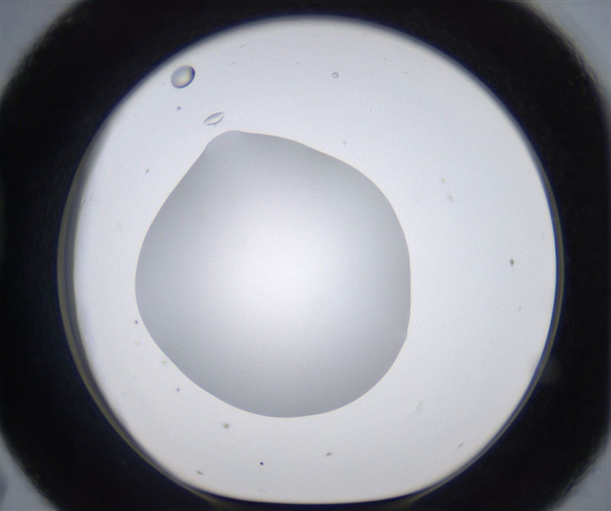 folderID305_plateID2305_batchID10850_wellNum43_profileID1_d1_r161272_ef.jpg