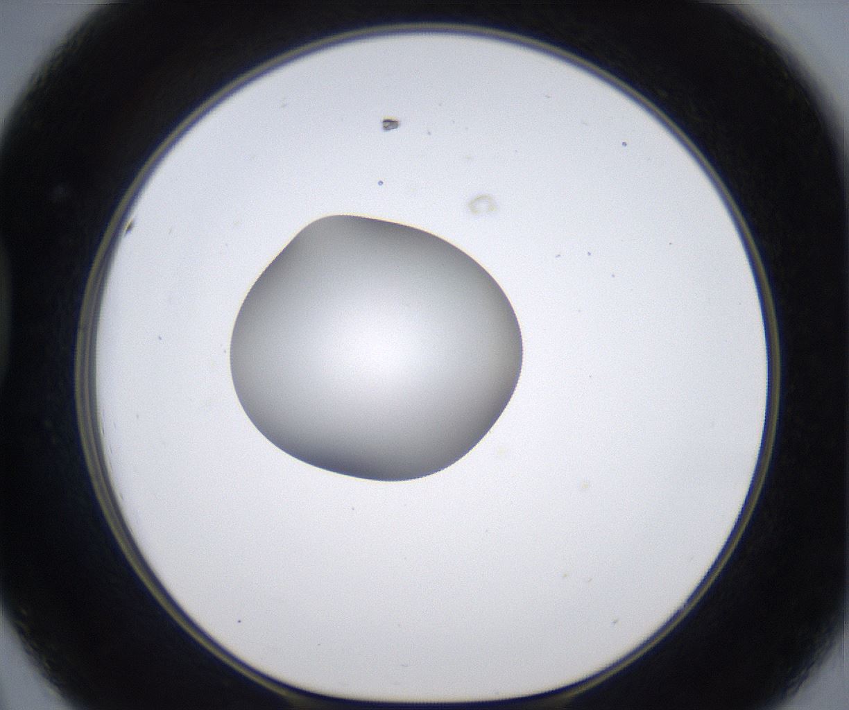 folderID305_plateID2305_batchID10850_wellNum44_profileID1_d1_r161273_ef.jpg