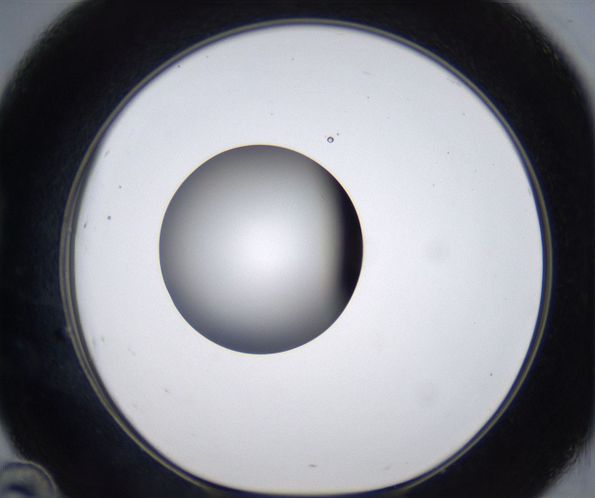 folderID305_plateID2305_batchID10850_wellNum46_profileID1_d1_r161275_ef.jpg