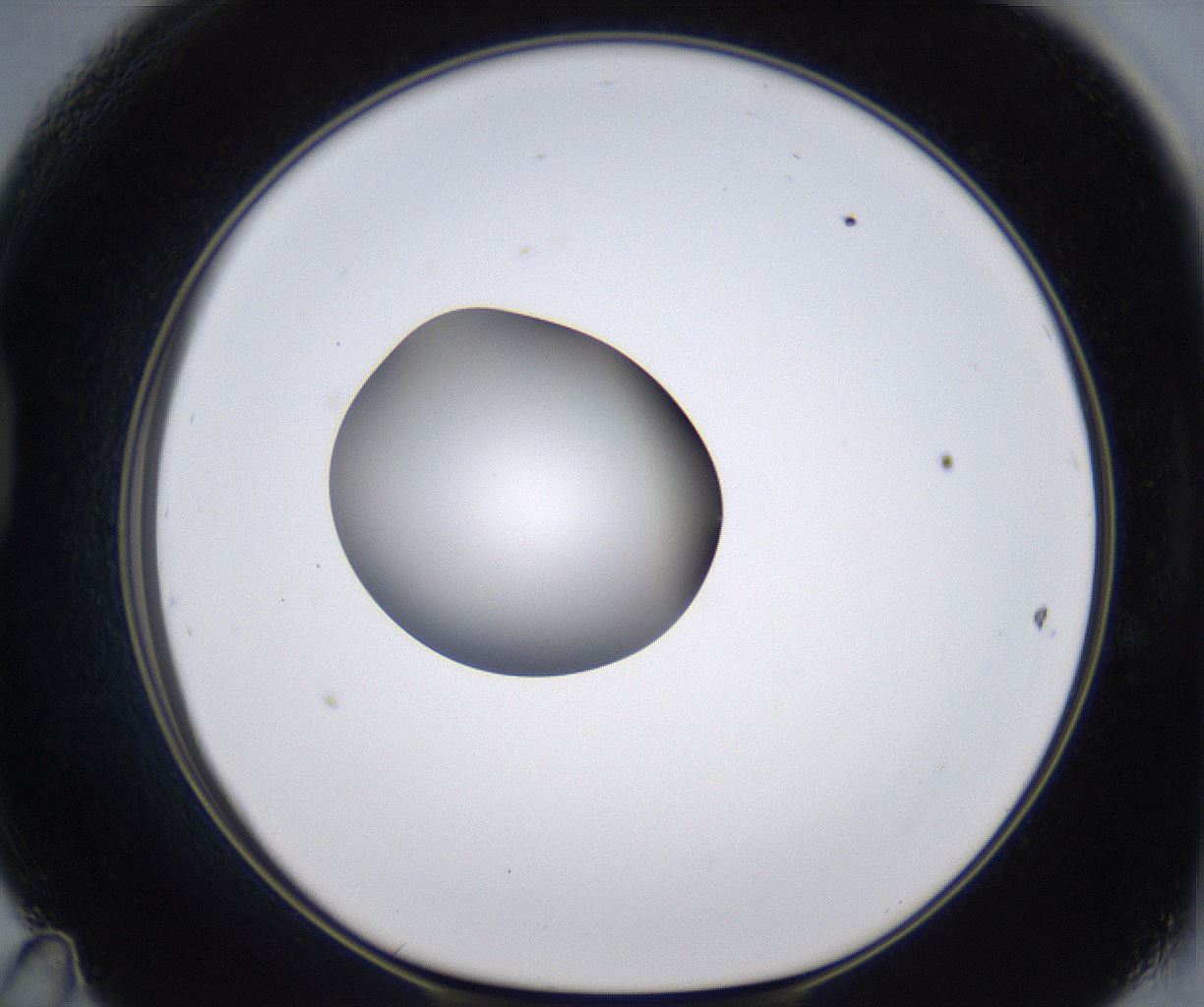 folderID305_plateID2305_batchID10850_wellNum47_profileID1_d1_r161276_ef.jpg