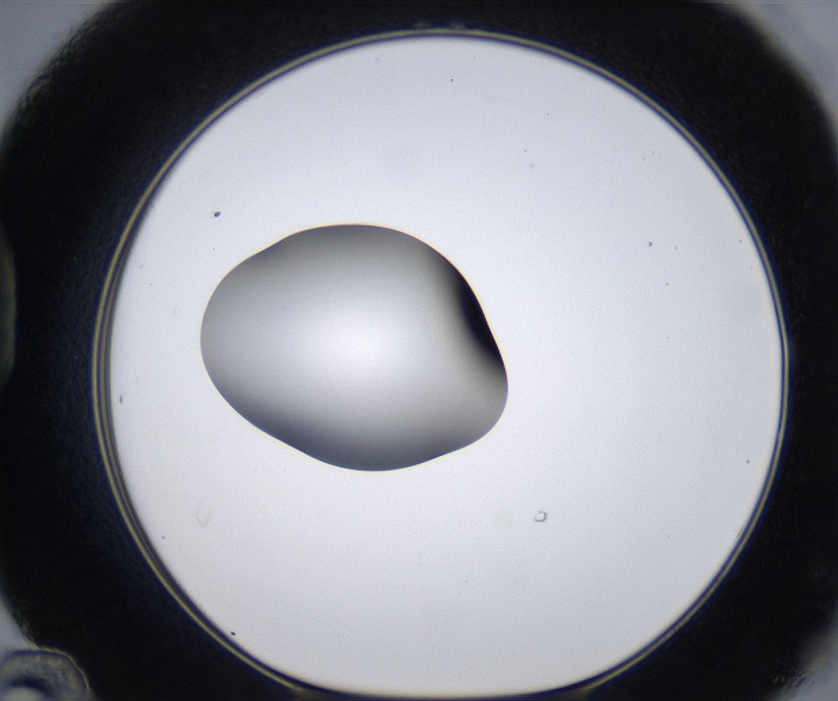 folderID305_plateID2305_batchID10850_wellNum48_profileID1_d1_r161277_ef.jpg