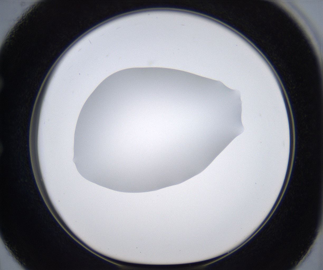 folderID305_plateID2305_batchID10850_wellNum50_profileID1_d1_r161279_ef.jpg